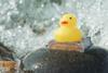 Rubber duck