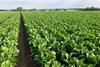 Sugar beet field