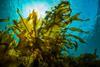 Seaweed under the sea