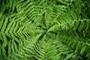 Ferns in a circle