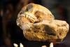 Fossilised skull of  Australopithecus sediba, showing the teeth clearly