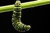 A caterpillar hangs from a plant