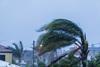 Palm trees being blown by a hurricane in the Caribbean