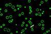 Small green circles with black centres on a black background