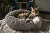 Tabby cat in cat bed
