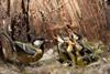 Great tit adult bird feeding four chicks in a nest built inside a tree trunk