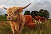 highland_cattle