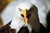 An image showing a bald eagle