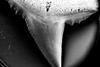 A black and white close up of a sharks tooth with a serrated edge