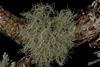 Lichen