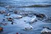 Plastic in the sea