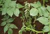 Wilt disease in a potato plant