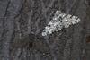 Peppered moth