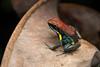 Ecuadorian poison dart frog