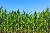 maize-field_shutterstock_300