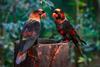 Dusky lory parrots