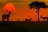 African safari sunset with silhouette