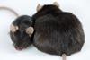 An Ob mouse sat beside a normal weight mouse