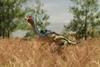 An image showing an animal that seem to be in-between a velociraptor and a chicken walking on two legs through tall grass. It has a yellow beak-like mouth, a red skinny head and a body covered in blue and green feathers.