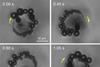 Time-lapsed images of self-propelled HSA-PtNP microtubes - Fig 2