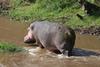 An image showing a hippo