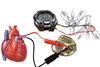 Two lobsters generate enough power to operate a watch. The biofuel cells filled with human serum power a pacemaker