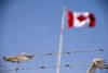 The Canadian flag behind barbed wire