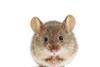 House mouse standing on rear feet (Mus musculus)