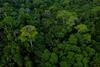 Aerial view of a tropical forest