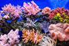 Reef