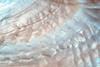 nacre seashell texture close up