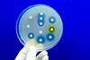 Petri dish