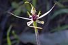 Mantis Orchid (Caladenia tentaculata) Baluk William Reserve, Lysterfield, Victoria, Australia