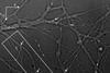 nanodiamond neuron tracking f1 d