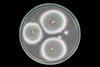 Mould