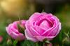 Pink damask roses
