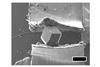 SEM image of the crystal at 20 kV between segments of copper adhesive tape. The scale bar and the giant ZIF-8 crystal are 200 mm