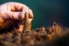 A hand taking a sample of soil
