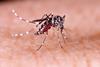 Aedes aegypti mosquito on human skin