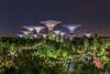 A photograph of the Supertree Grove in Singapore's Gardens by the Bay
