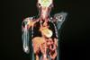 A PET scan of a human