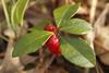 Wintergreen (Gaultheria procumbens) with Red Berries