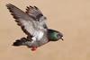 Rock pigeon