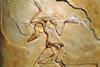 Archaeopteryx fossils