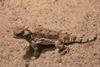 Desert horned lizard