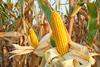maize corn growing in a field
