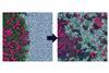 Release from an Amorphous Solid Distribution (ASD)