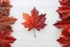 Red silk maple leaves in shape of Canadian Flag
