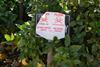 An image showing a sign warning of the application of the pesticide Lorsban (Chlorpyrifos) in a California orange grove