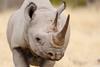 Black rhino head portrait, etosha nationalpark, namibia, (diceros bicornis)